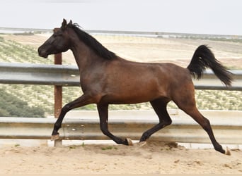 PRE, Jument, Poulain (02/2026), Palomino