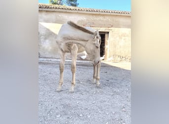PRE, Jument, Poulain (04/2023), Perlino