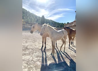 PRE, Jument, Poulain (04/2023), Perlino