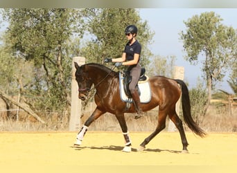 PRE, Klacz, 10 lat, 157 cm, Ciemnogniada