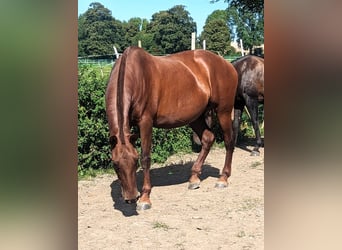 PRE, Klacz, 10 lat, 158 cm, Ciemnokasztanowata