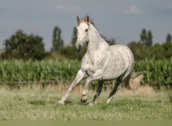 PRE, Klacz, 10 lat, 160 cm, Siwa jabłkowita