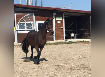 PRE Mix, Klacz, 10 lat, 163 cm, Gniada