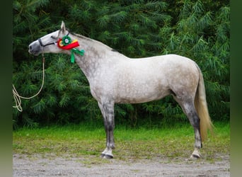 PRE, Klacz, 10 lat, 167 cm, Siwa