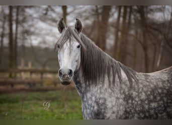 PRE, Klacz, 11 lat, 160 cm, Siwa jabłkowita