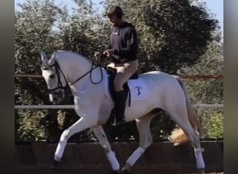 PRE Mix, Klacz, 11 lat, 164 cm, Siwa