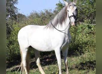PRE Mix, Klacz, 11 lat, 164 cm, Siwa