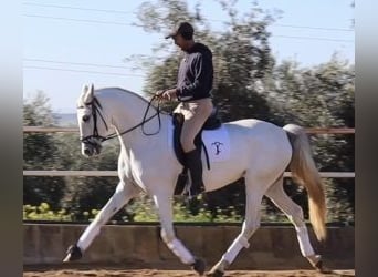PRE Mix, Klacz, 11 lat, 164 cm, Siwa
