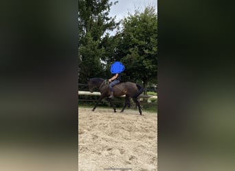 PRE Mix, Klacz, 11 lat, 170 cm, Ciemnogniada