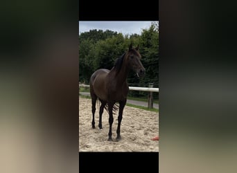 PRE Mix, Klacz, 11 lat, 170 cm, Ciemnogniada