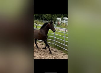 PRE Mix, Klacz, 11 lat, 170 cm, Ciemnogniada