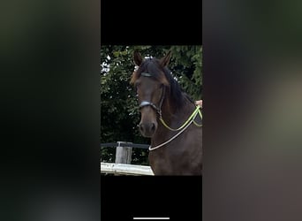 PRE Mix, Klacz, 11 lat, 170 cm, Ciemnogniada