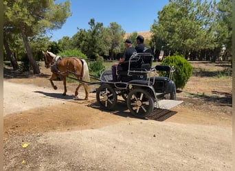 PRE Mix, Klacz, 11 lat, Perłowa