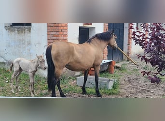 PRE Mix, Klacz, 12 lat, 158 cm, Bułana