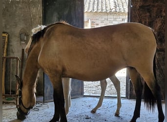 PRE Mix, Klacz, 12 lat, 158 cm, Bułana