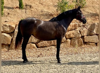 PRE, Klacz, 12 lat, 160 cm, Kara