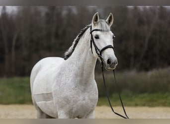 PRE Mix, Klacz, 12 lat, 160 cm, Siwa