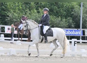 PRE, Klacz, 12 lat, 160 cm, Siwa w hreczce