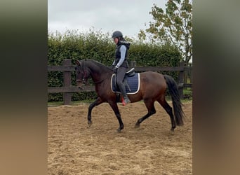 PRE Mix, Klacz, 12 lat, 163 cm, Gniada