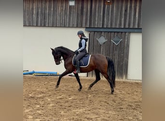 PRE Mix, Klacz, 12 lat, 163 cm, Gniada