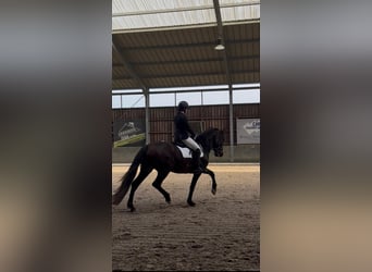 PRE Mix, Klacz, 12 lat, 163 cm, Gniada