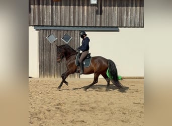 PRE Mix, Klacz, 12 lat, 163 cm, Gniada