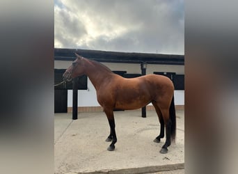 PRE, Klacz, 12 lat, 165 cm, Gniada