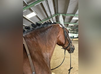 PRE Mix, Klacz, 12 lat, 169 cm, Gniada