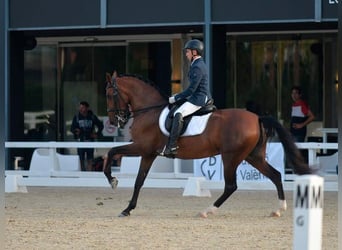 PRE Mix, Klacz, 12 lat, 169 cm