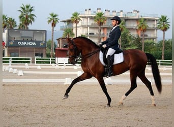 PRE Mix, Klacz, 12 lat, 169 cm
