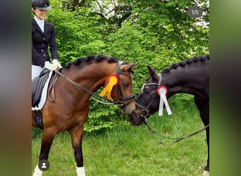 PRE Mix, Klacz, 12 lat, 169 cm
