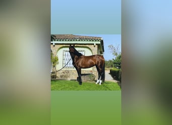 PRE Mix, Klacz, 12 lat, 169 cm