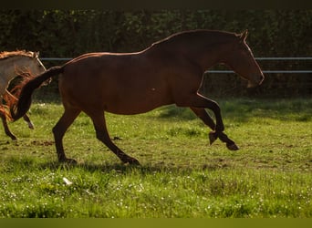 PRE, Klacz, 13 lat, 161 cm, Gniada