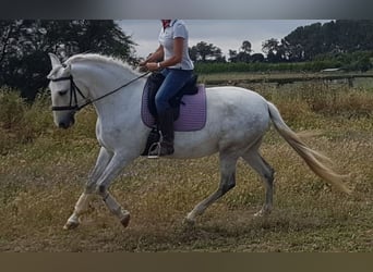 PRE Mix, Klacz, 13 lat, 163 cm, Siwa jabłkowita