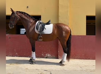 PRE Mix, Klacz, 13 lat, 165 cm, Gniada