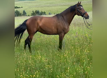 PRE Mix, Klacz, 14 lat, 155 cm, Gniada