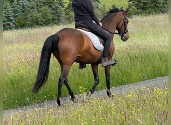 PRE Mix, Klacz, 14 lat, 155 cm, Gniada