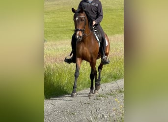 PRE Mix, Klacz, 14 lat, 155 cm, Gniada