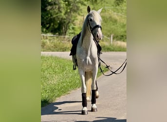 PRE Mix, Klacz, 14 lat, 163 cm, Siwa w hreczce