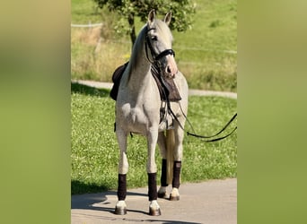 PRE Mix, Klacz, 14 lat, 163 cm, Siwa w hreczce