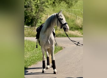 PRE Mix, Klacz, 14 lat, 163 cm, Siwa w hreczce