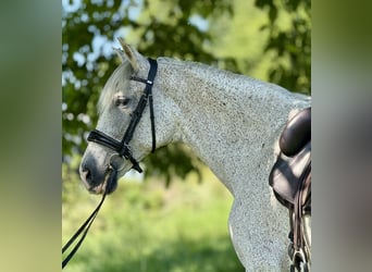 PRE Mix, Klacz, 14 lat, 163 cm, Siwa w hreczce