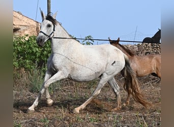 PRE Mix, Klacz, 14 lat, 164 cm, Siwa