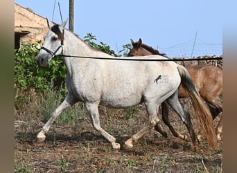 PRE Mix, Klacz, 14 lat, 164 cm, Siwa