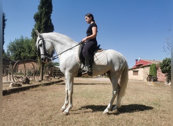 PRE Mix, Klacz, 15 lat, 152 cm, Siwa