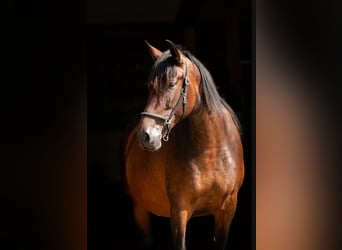 PRE Mix, Klacz, 15 lat, 170 cm
