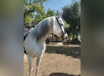 PRE Mix, Klacz, 17 lat, 152 cm, Siwa