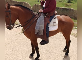 PRE Mix, Klacz, 17 lat, 163 cm, Gniada