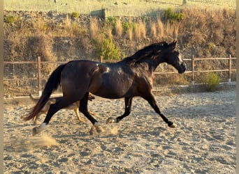 PRE Mix, Klacz, 17 lat, 167 cm, Kara
