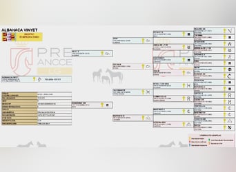 PRE, Klacz, 1 Rok, 137 cm, Perlino